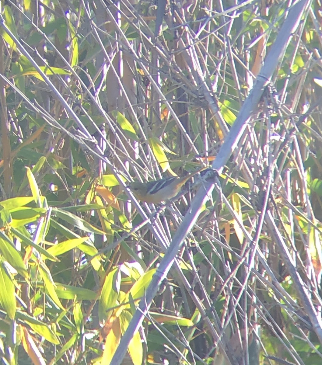 Baltimore Oriole - ML630015839