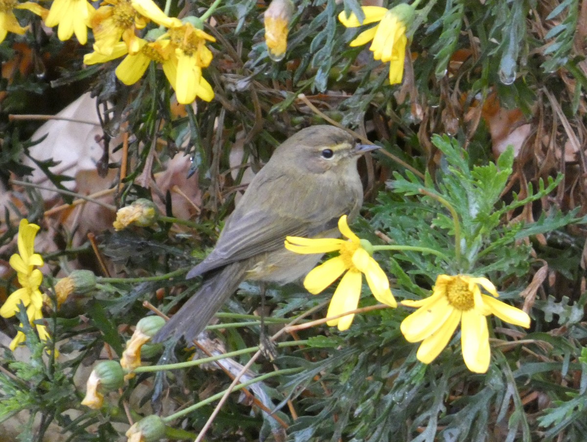 Common Chiffchaff - ML630015841