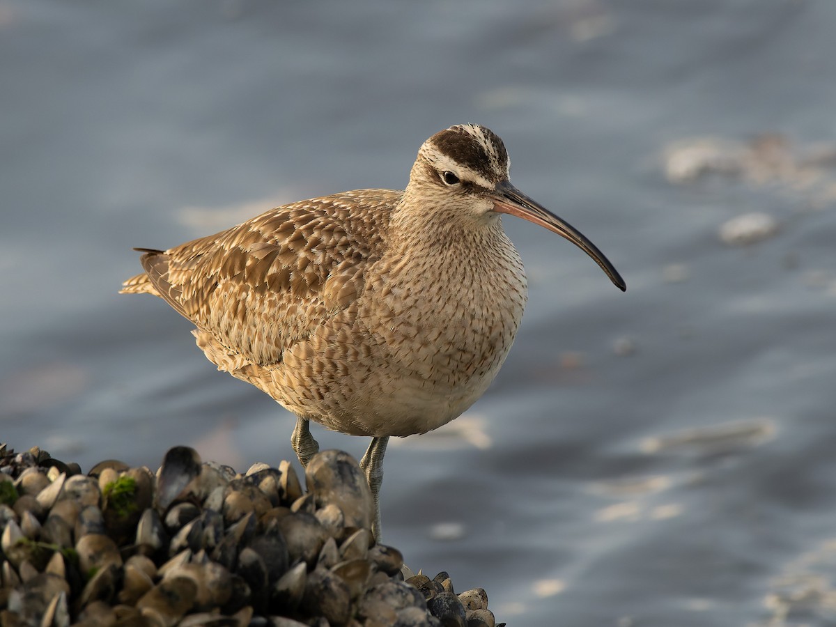 Whimbrel - ML630015891