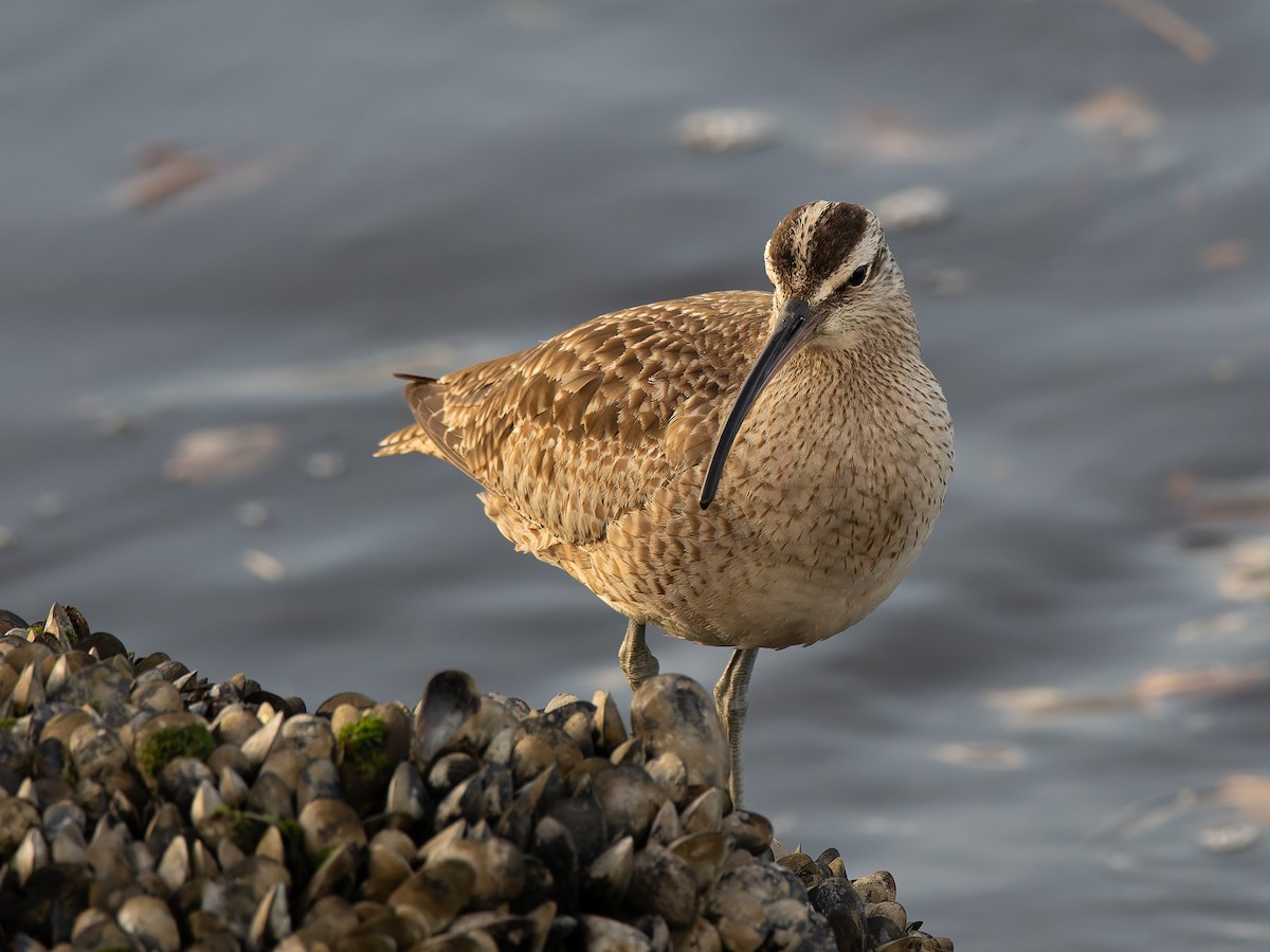 Whimbrel - ML630015892