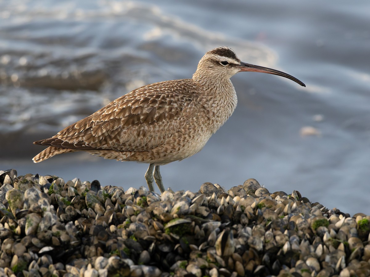 Whimbrel - ML630015893