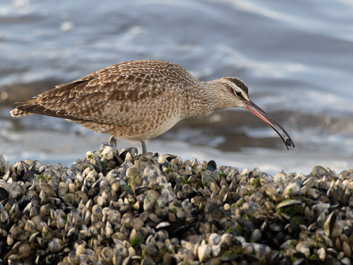 Whimbrel - ML630015894