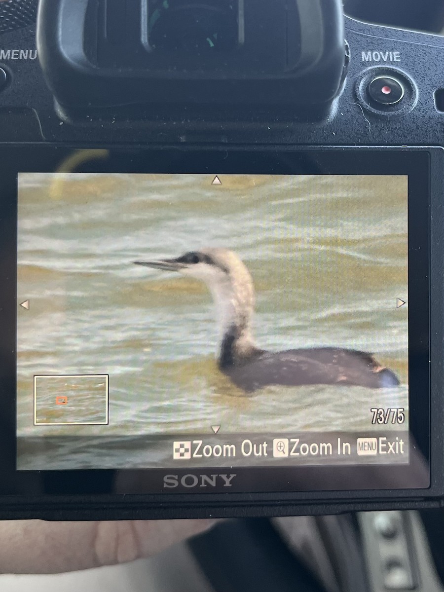 Red-throated Loon - ML630016158