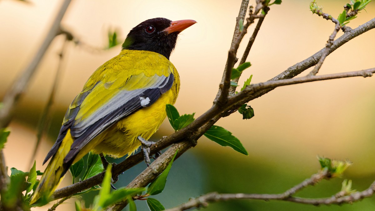 Ethiopian Black-headed Oriole - ML630016197