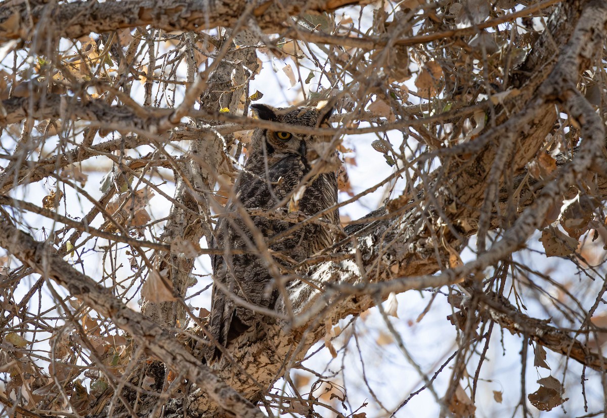 Great Horned Owl - ML630016411