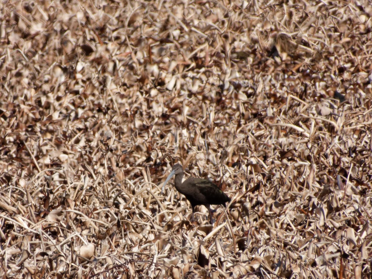 White-faced Ibis - ML630016439