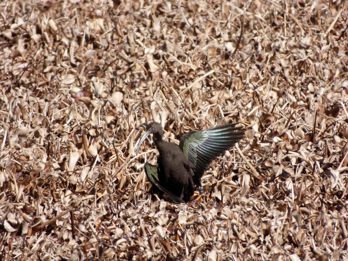 White-faced Ibis - ML630016459