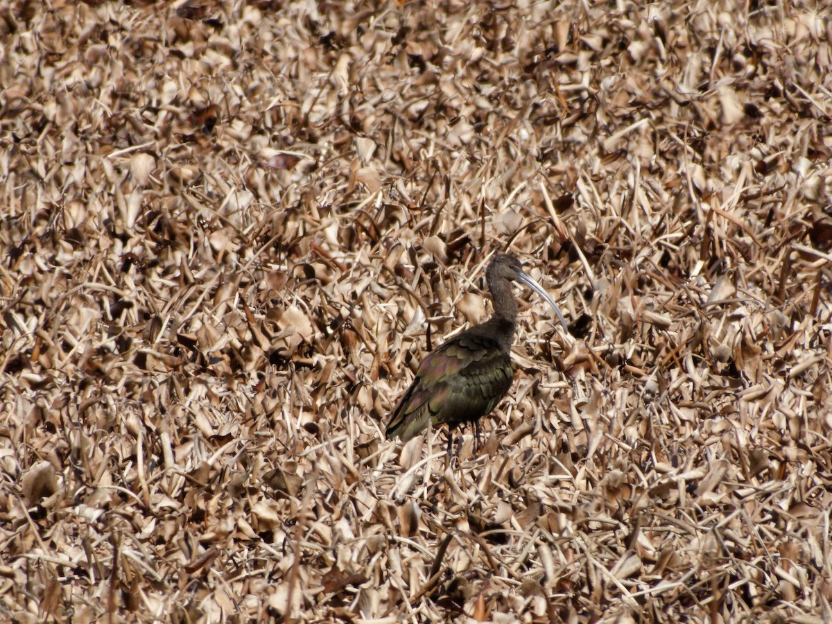 White-faced Ibis - ML630016462