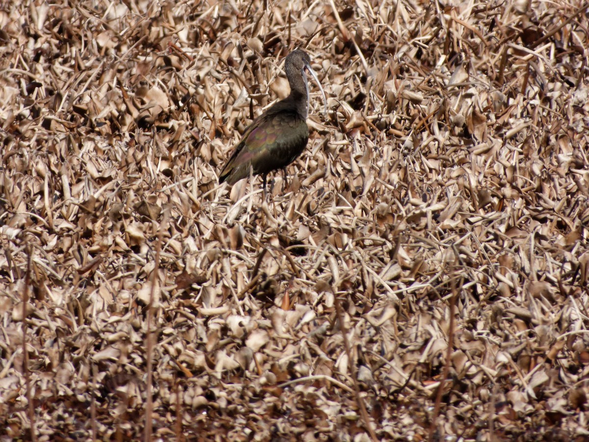 White-faced Ibis - ML630016466