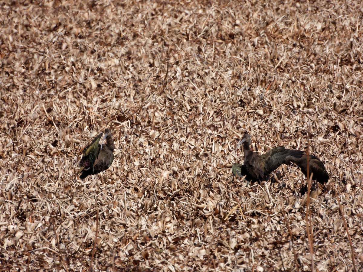 White-faced Ibis - ML630016472