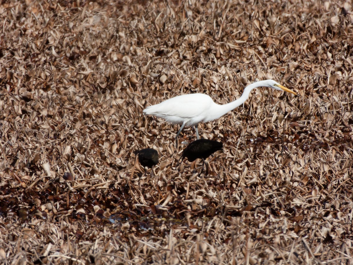 Great Egret - ML630016490