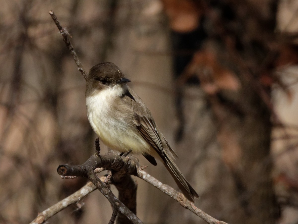 Eastern Phoebe - ML630016499