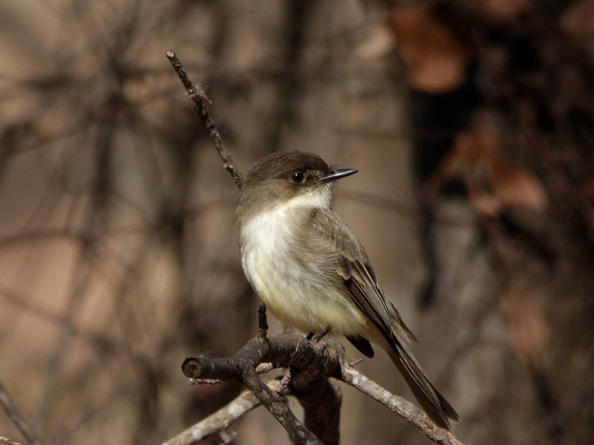 Eastern Phoebe - ML630016509