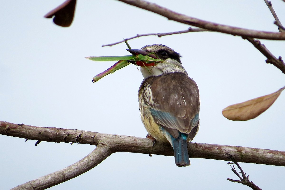 Striped Kingfisher - ML63001651