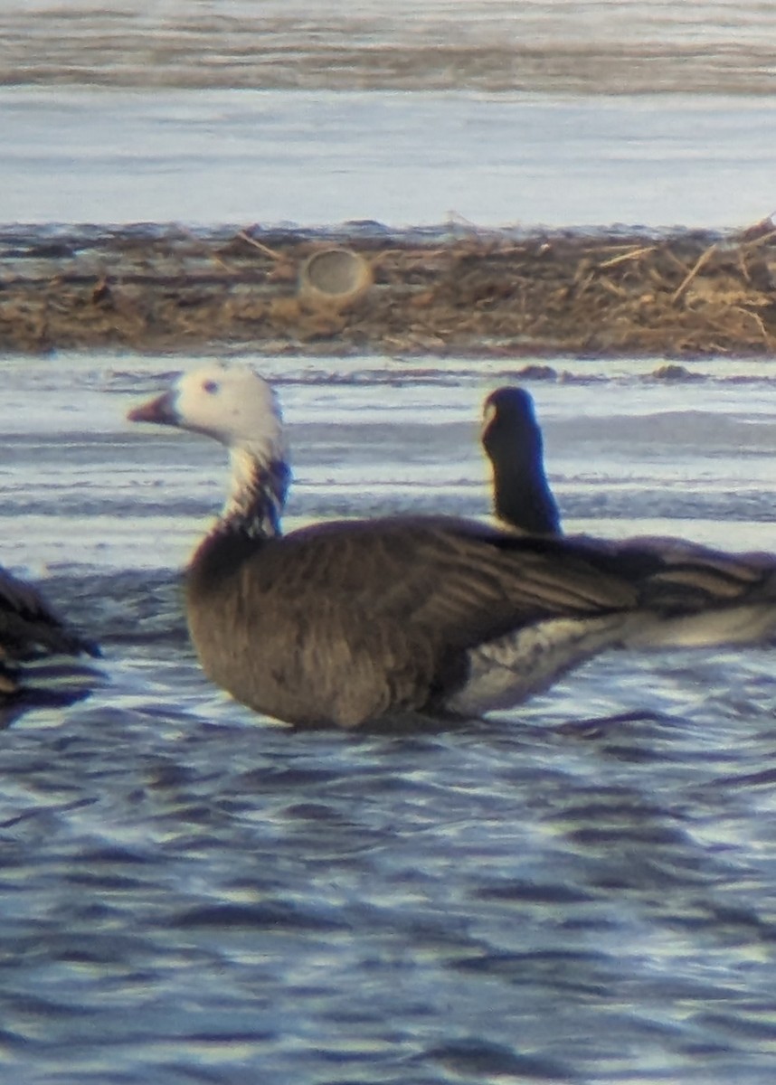 Ross's x Cackling Goose (hybrid) - ML630016599