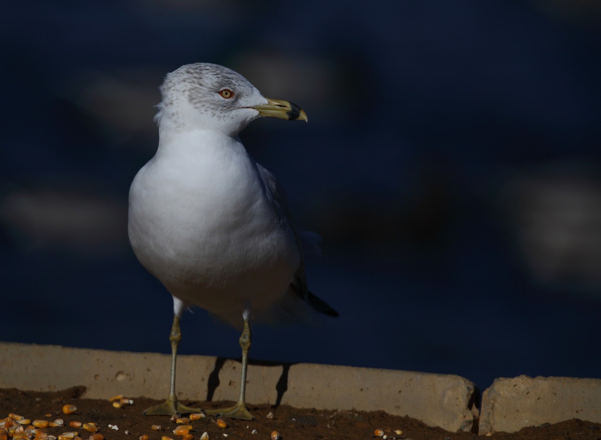 Ring-billed Gull - ML630016759