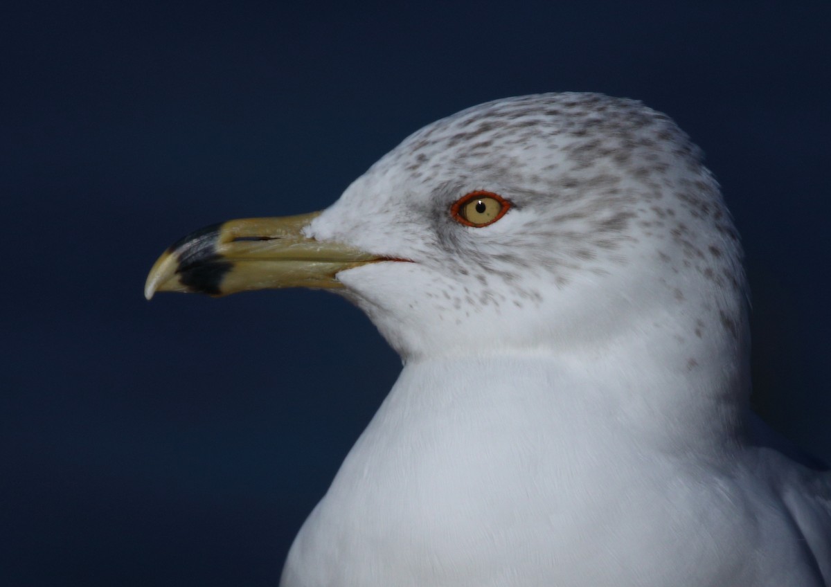 Ring-billed Gull - ML630016794