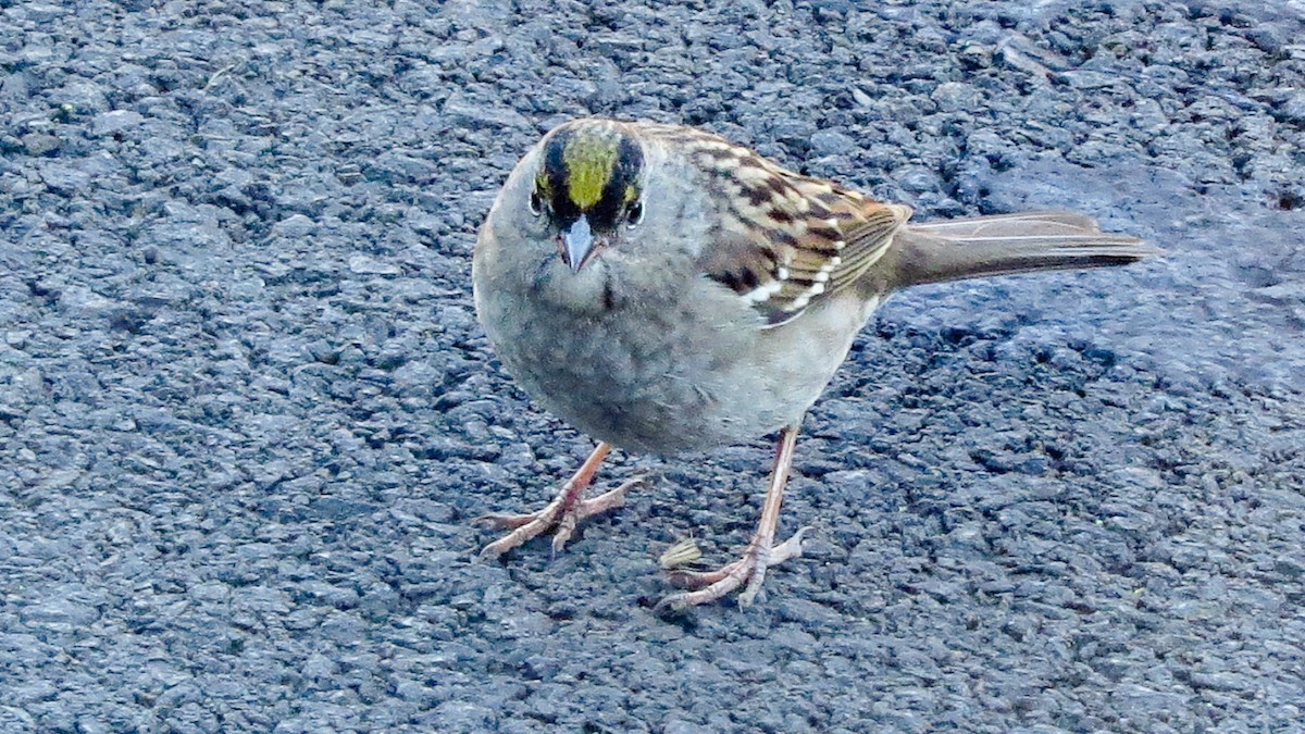 Golden-crowned Sparrow - ML630016800