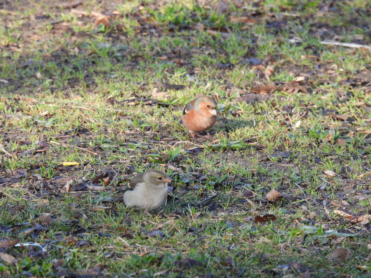 Common Chaffinch - ML630016957