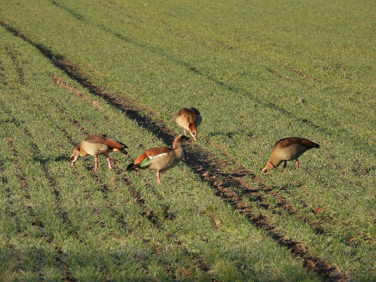 Egyptian Goose - ML630016973