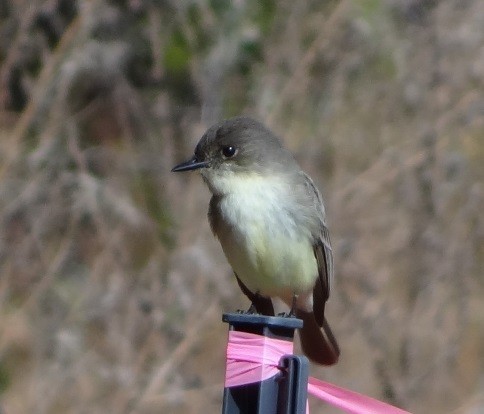 Eastern Phoebe - ML630016976