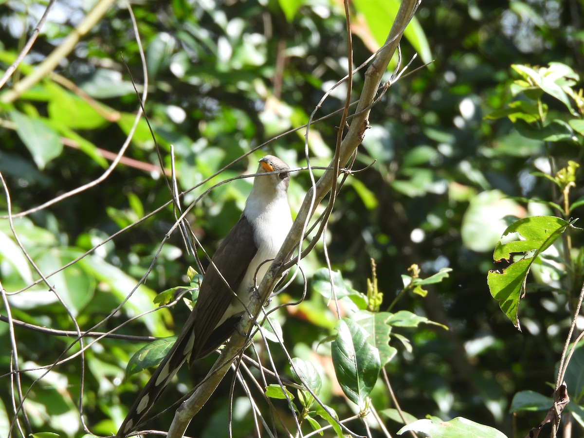 Pearly-breasted Cuckoo - ML630016987