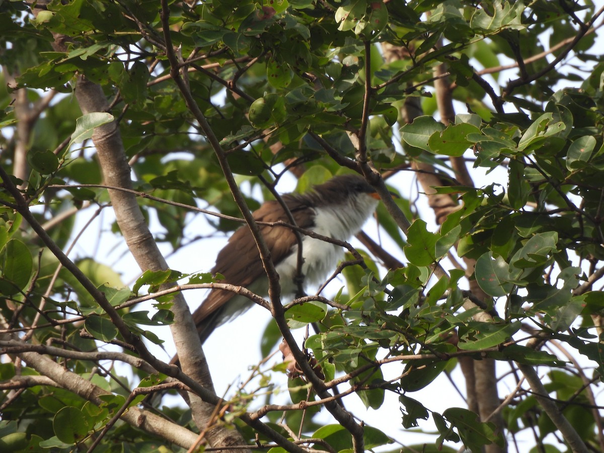 Pearly-breasted Cuckoo - ML630016991