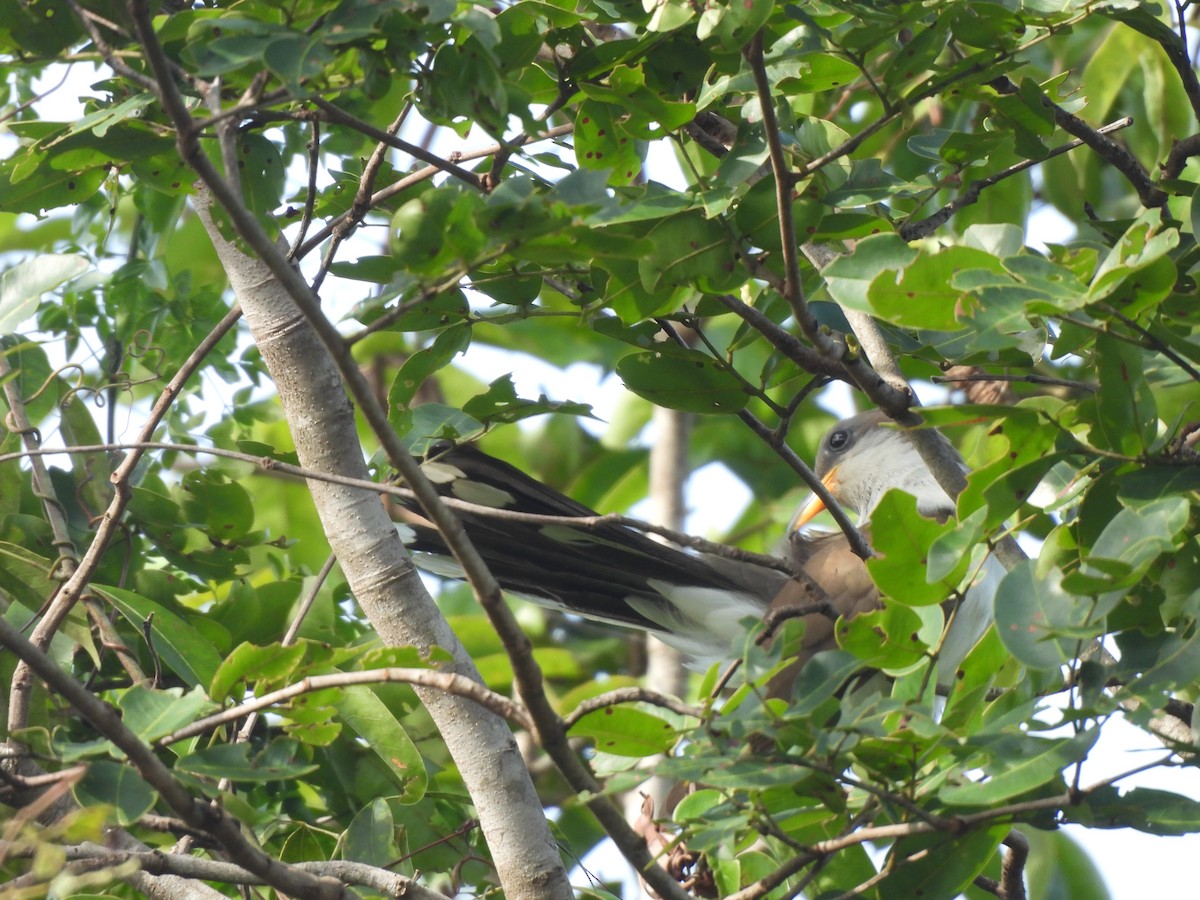 Pearly-breasted Cuckoo - ML630016992