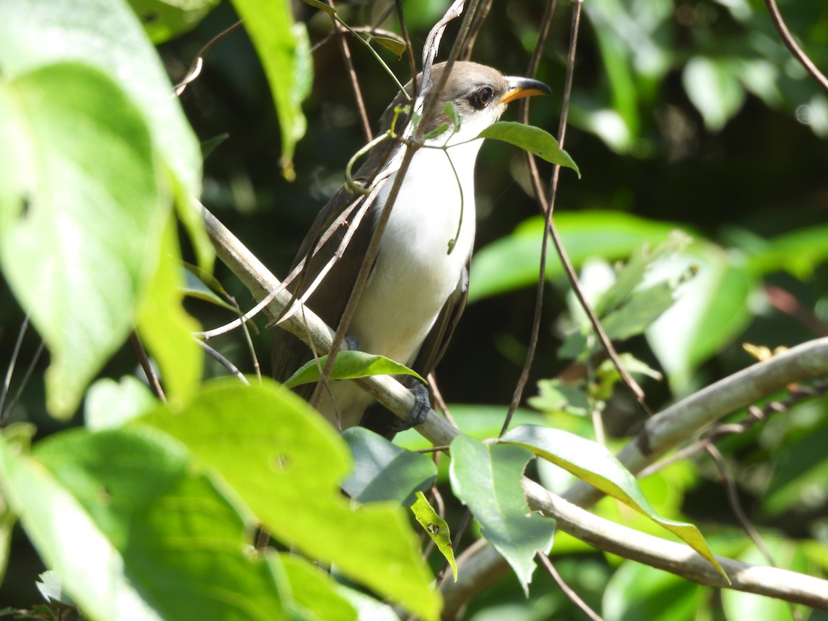Pearly-breasted Cuckoo - ML630016993