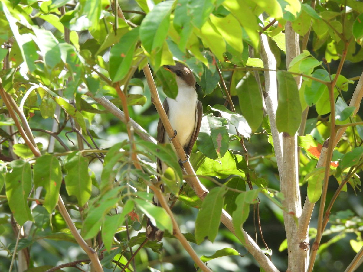 Pearly-breasted Cuckoo - ML630016994