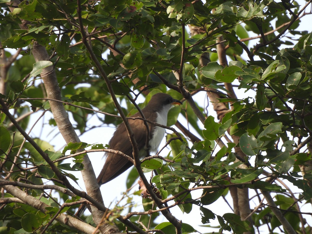 Pearly-breasted Cuckoo - ML630016996