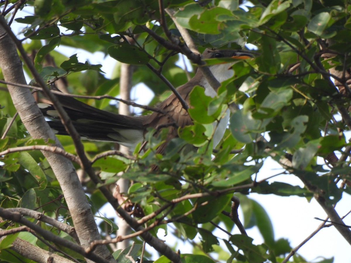 Pearly-breasted Cuckoo - ML630016997
