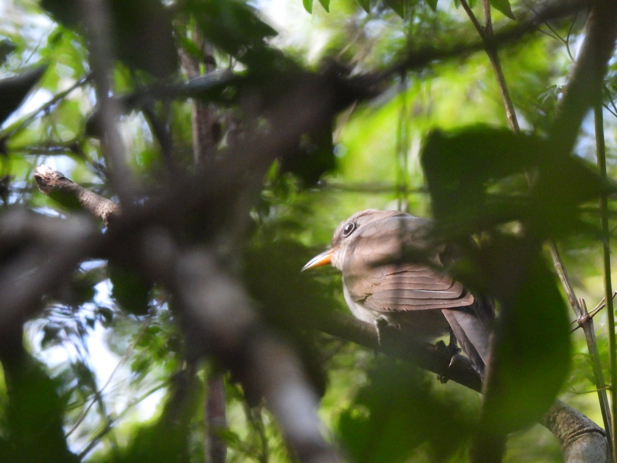Pearly-breasted Cuckoo - ML630017000