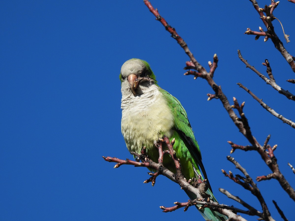 Monk Parakeet - ML630017047