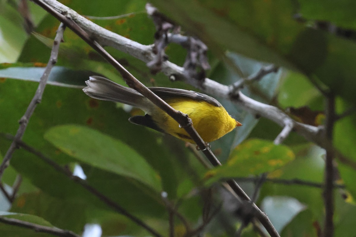 Papamoscas Ventrigualdo - ML630017283