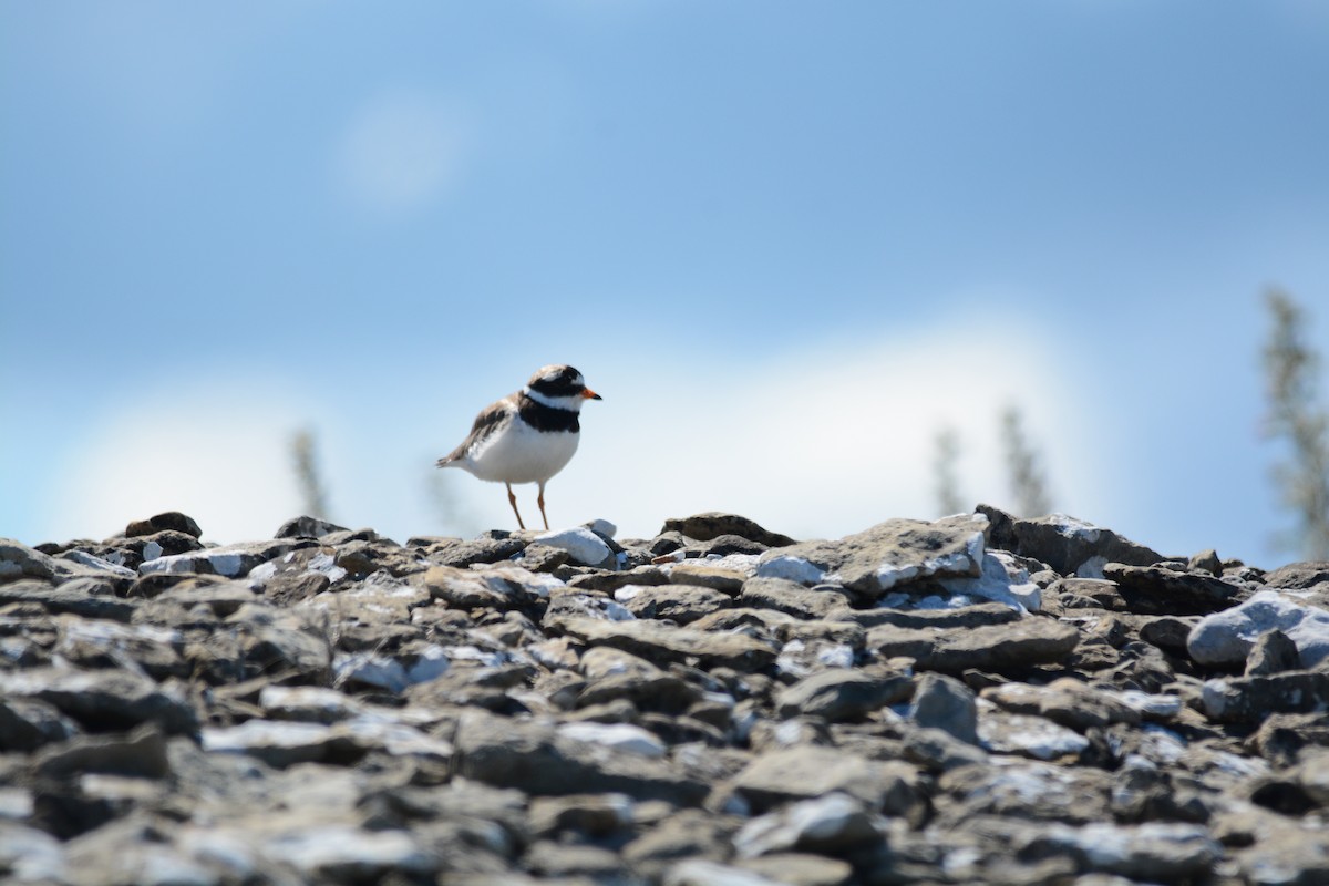 Common Ringed Plover - ML630017308