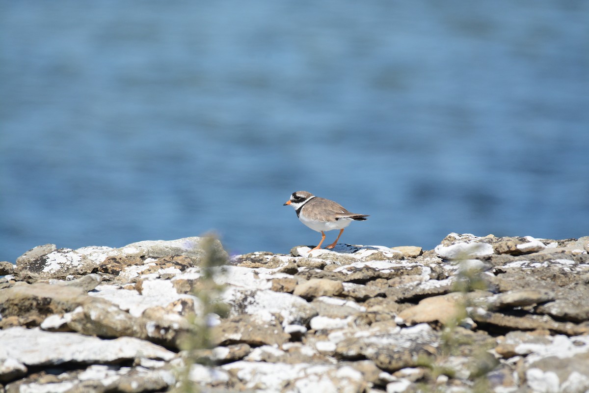 Common Ringed Plover - ML630017309
