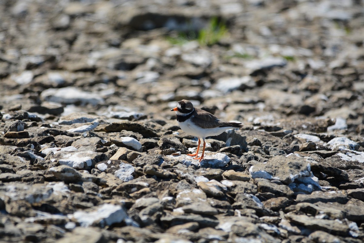 Common Ringed Plover - ML630017310