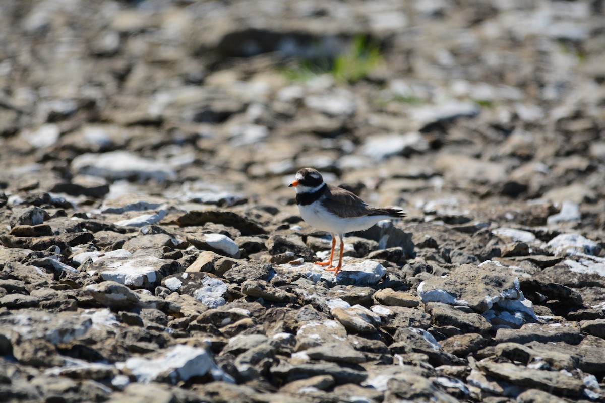Common Ringed Plover - ML630017311