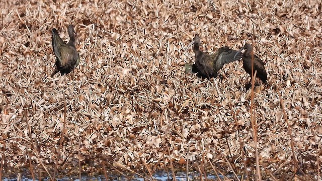 White-faced Ibis - ML630017551