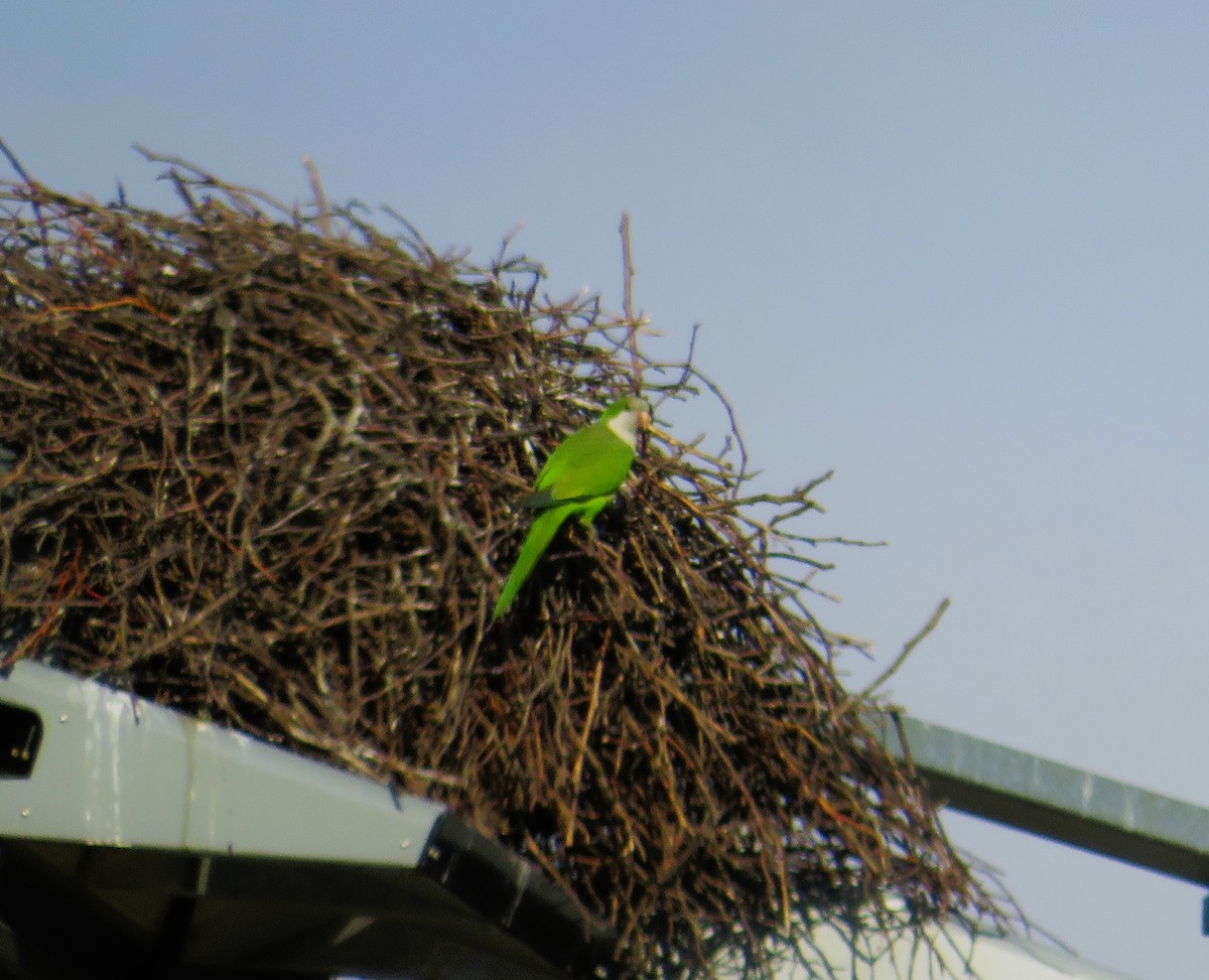 Monk Parakeet - ML630017569