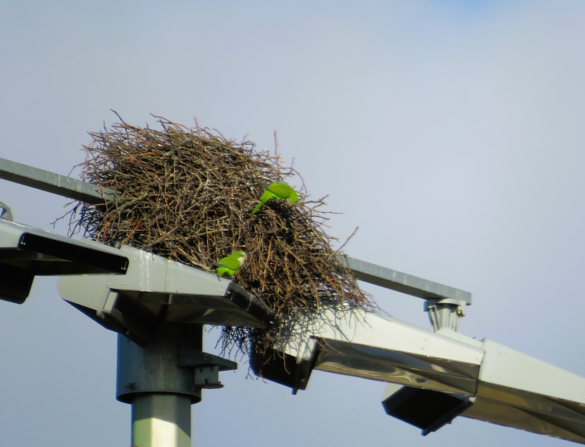 Monk Parakeet - ML630017573