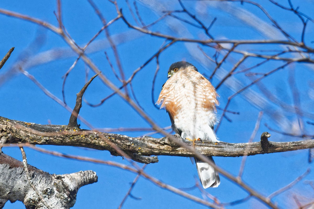 Sharp-shinned Hawk - ML630017589