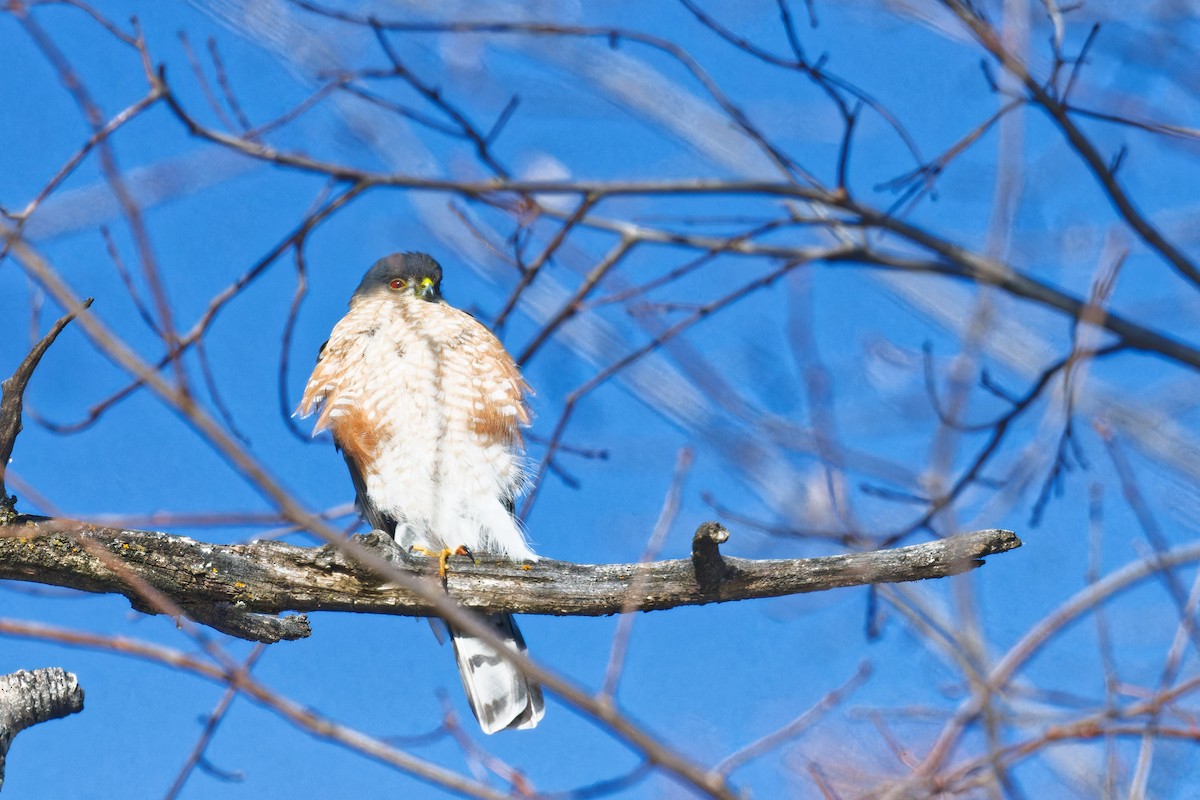 Sharp-shinned Hawk - ML630017591