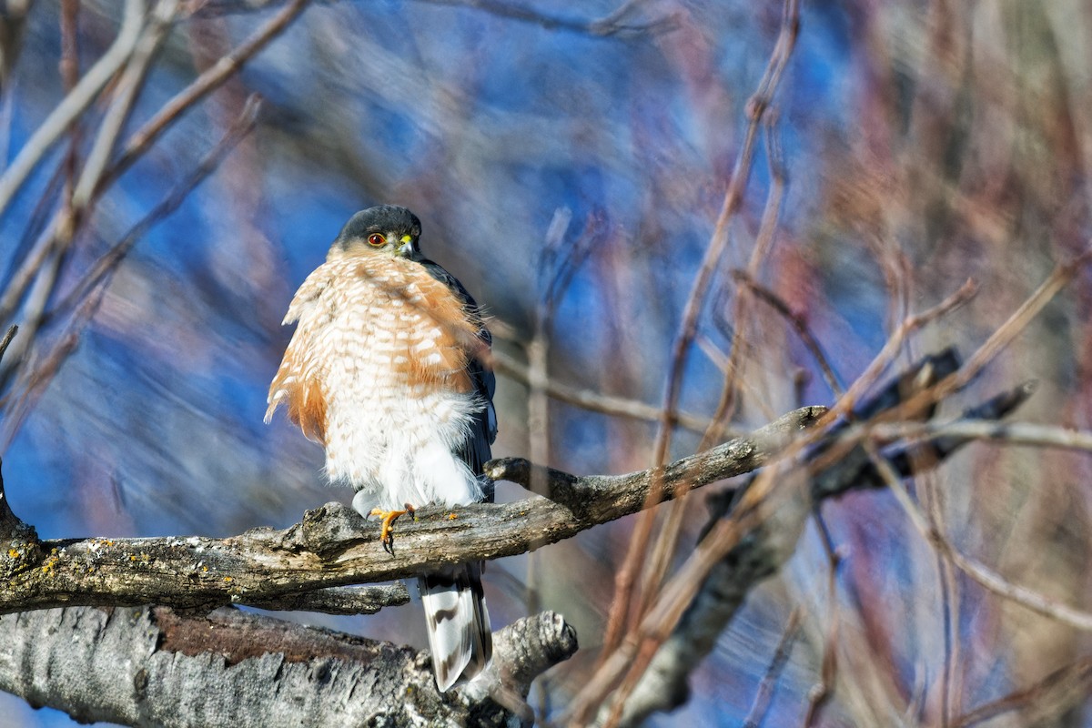 Sharp-shinned Hawk - ML630017592