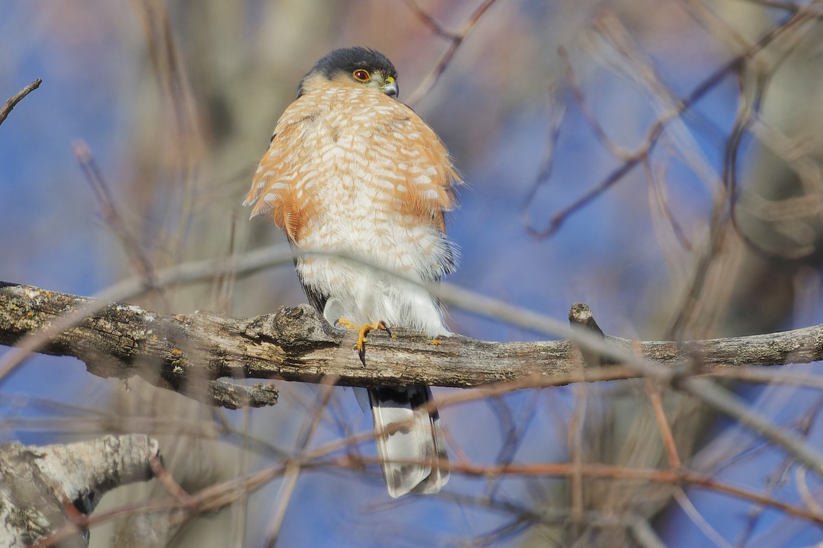 Sharp-shinned Hawk - ML630017597