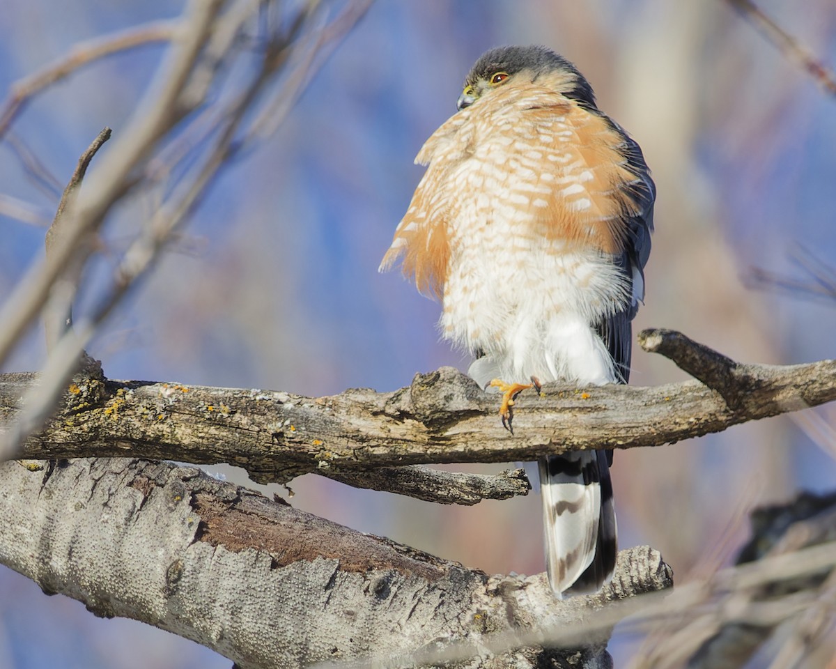 Sharp-shinned Hawk - ML630017598
