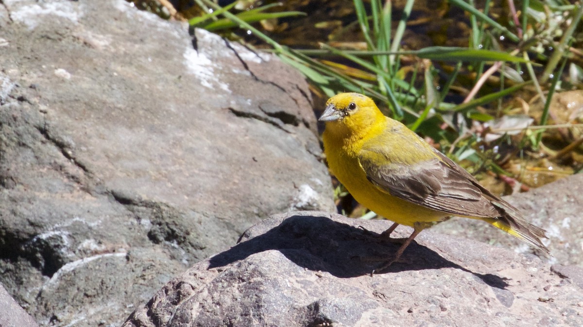 Greater Yellow-Finch - ML630017775