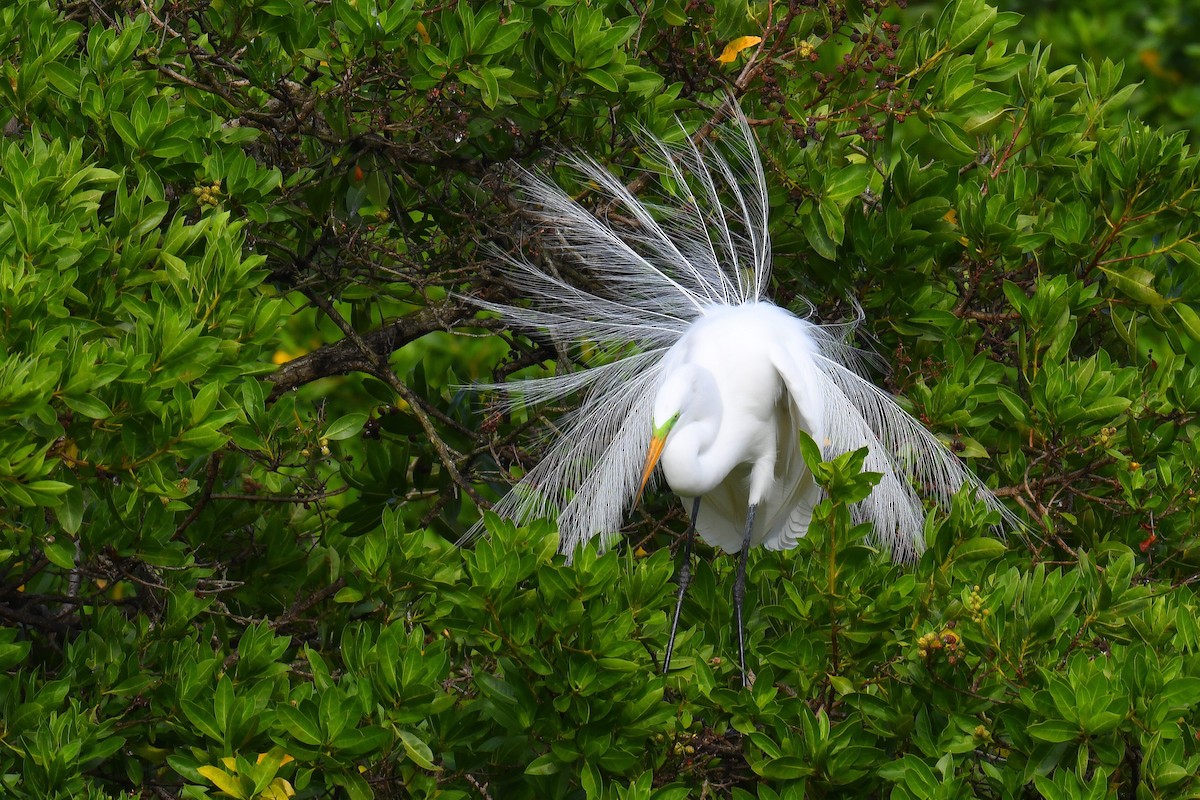 Great Egret - ML630017825
