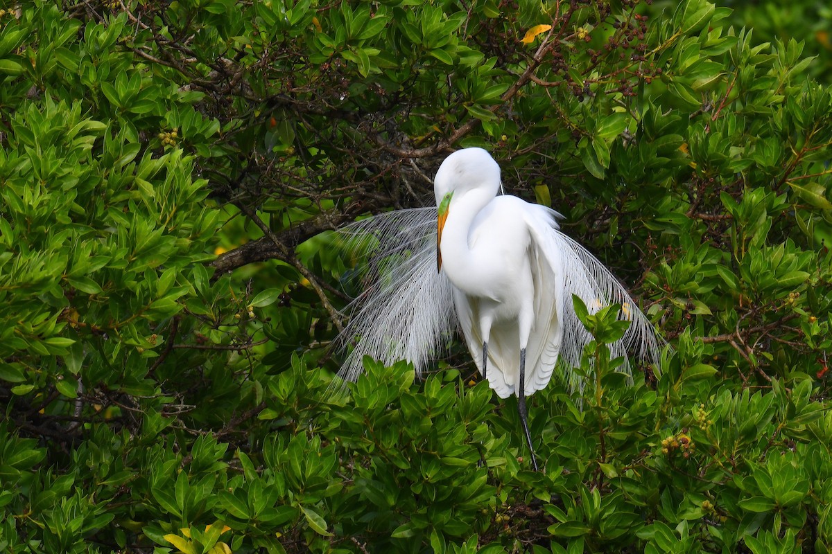 Great Egret - ML630017826